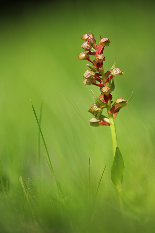 Da determinare, forse Orchis anthropophora